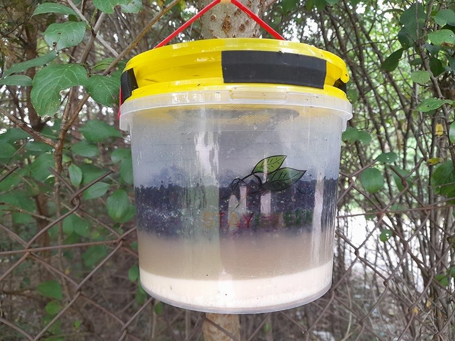Pułapka na muchy Stay Green (wielokrotnego użytku, naturalna przynęta)