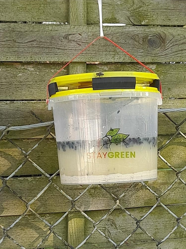 Pułapka na muchy Stay Green (wielokrotnego użytku, naturalna przynęta)