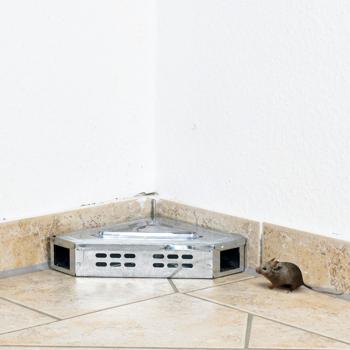 Pułapka na myszy narożnikowa S20, 16 szt.