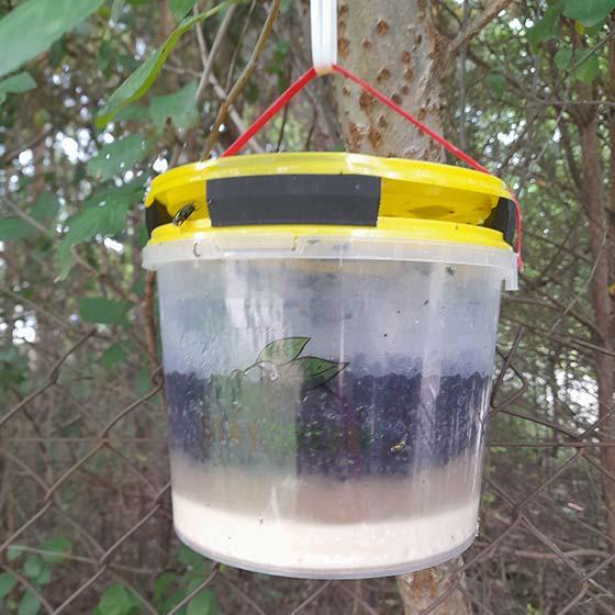 Pułapka na muchy Stay Green (wielokrotnego użytku, naturalna przynęta)