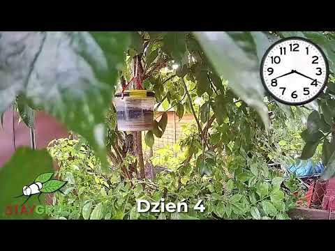 Pułapka na muchy Stay Green (wielokrotnego użytku, naturalna przynęta)